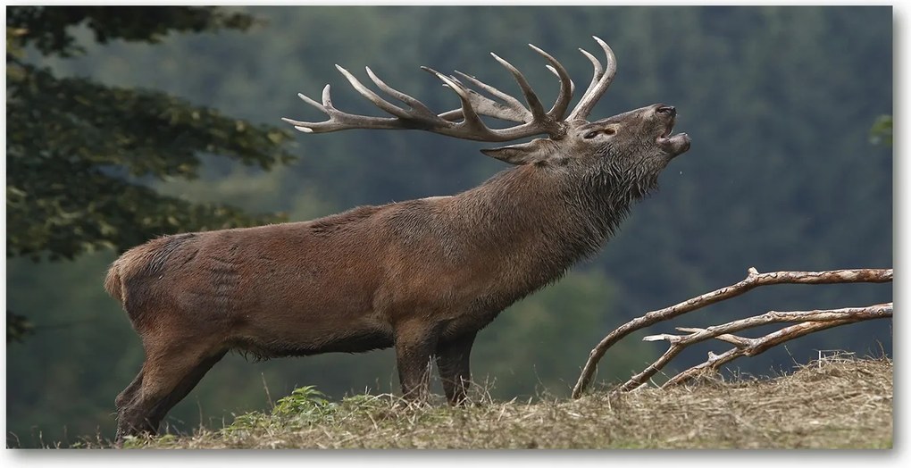 Fotó-üvegkép Szarvas a dombon 140x70