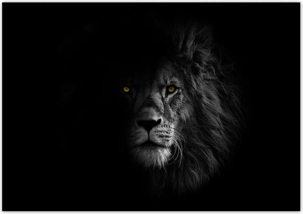 Poszterek 100x70 Oroszlán az árnyékban Király