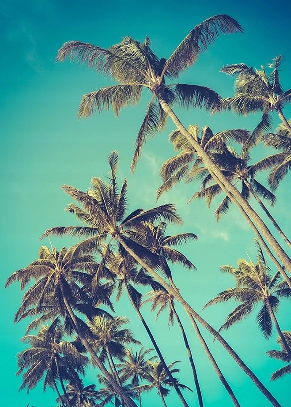 Pálma poszter A2 59,4x42cm kép #143