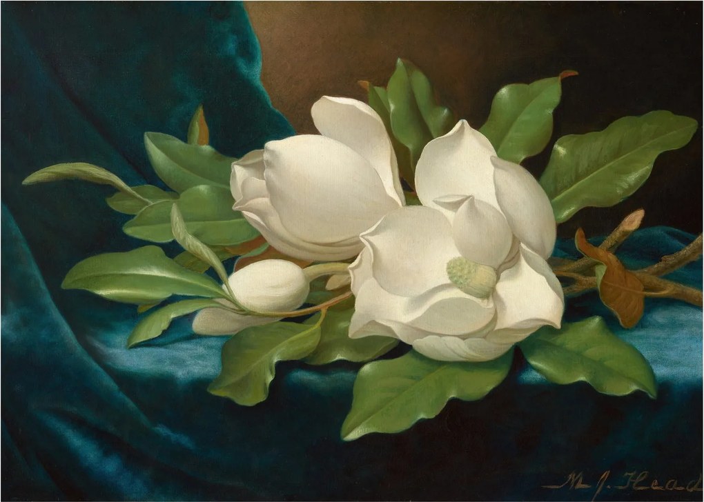 Üveg kép - Martin Johnson Heade, Giant Magnolias on a Blue Velvet Cloth, reprodukciók (70x50 cm)