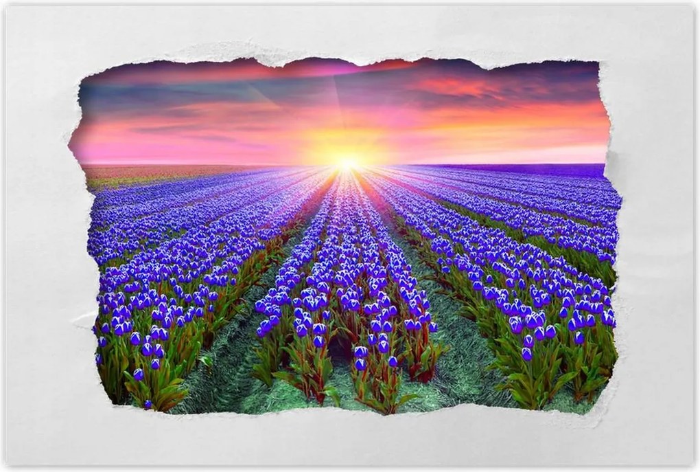 Poszterek 90x60 Tulipánok tengere Tulipánok