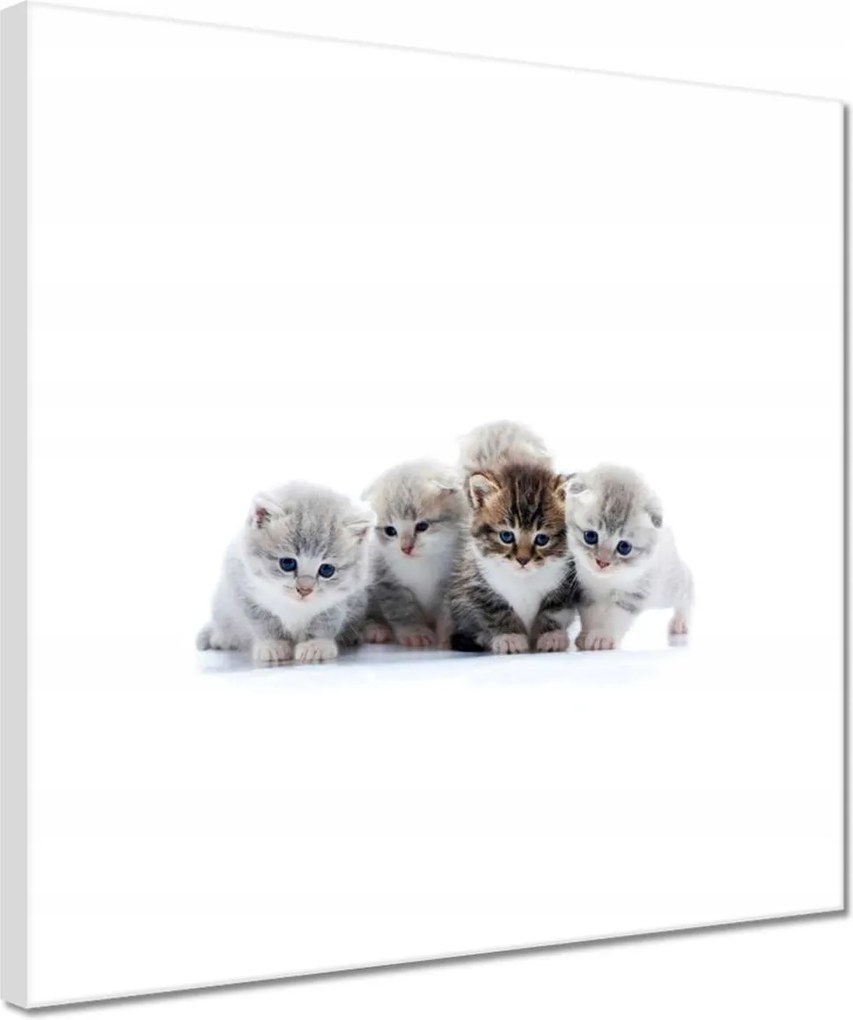 Vászonkép 30x30 Cica