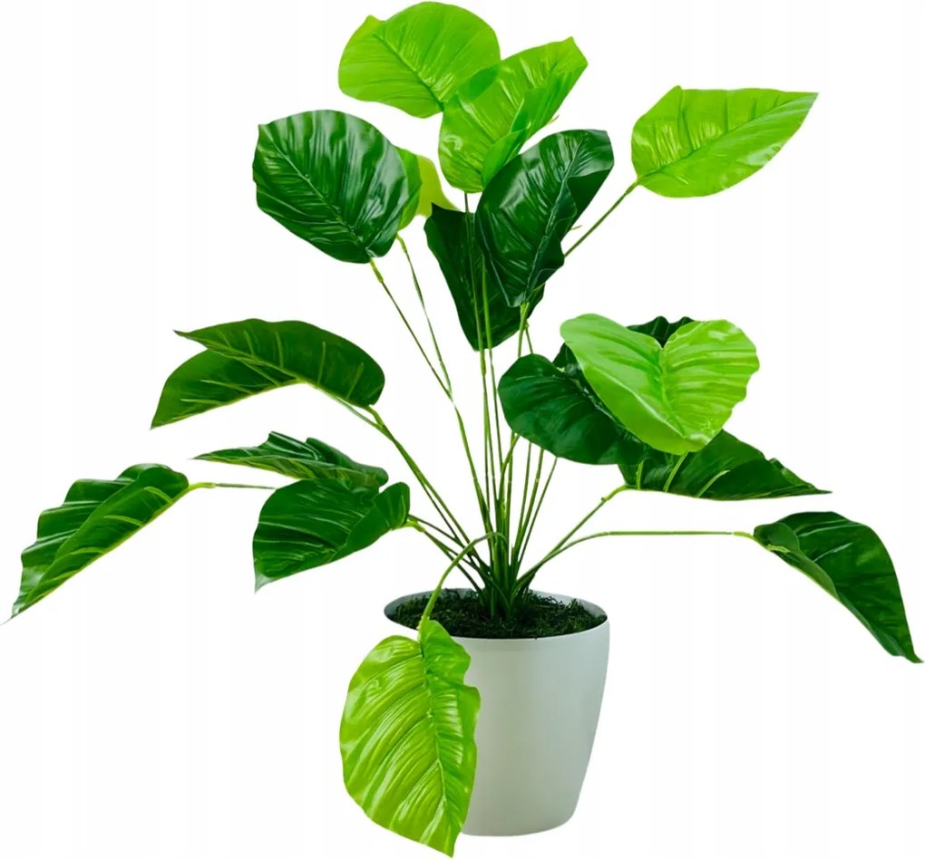 Monstera Növény Cserépben Művirág Irodába Monstera Cserepes Növény