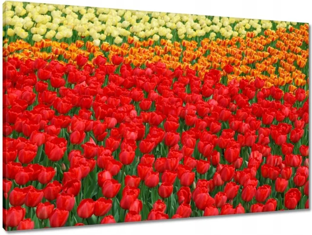 Vászonkép 90x60 Pipacs ártér