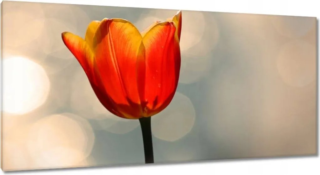 Vászonkép 115x55 Narancssárga tulipán
