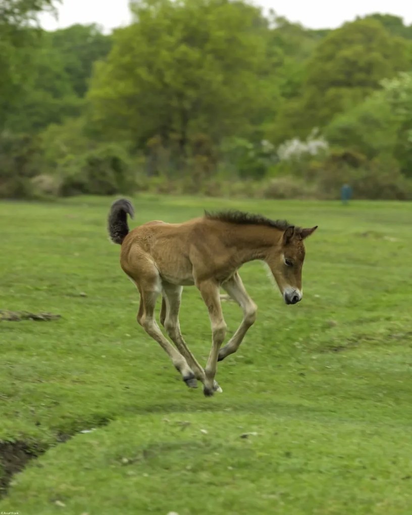 Poszter 40x50cm Csikó fut a mezőn, Assaf Frank