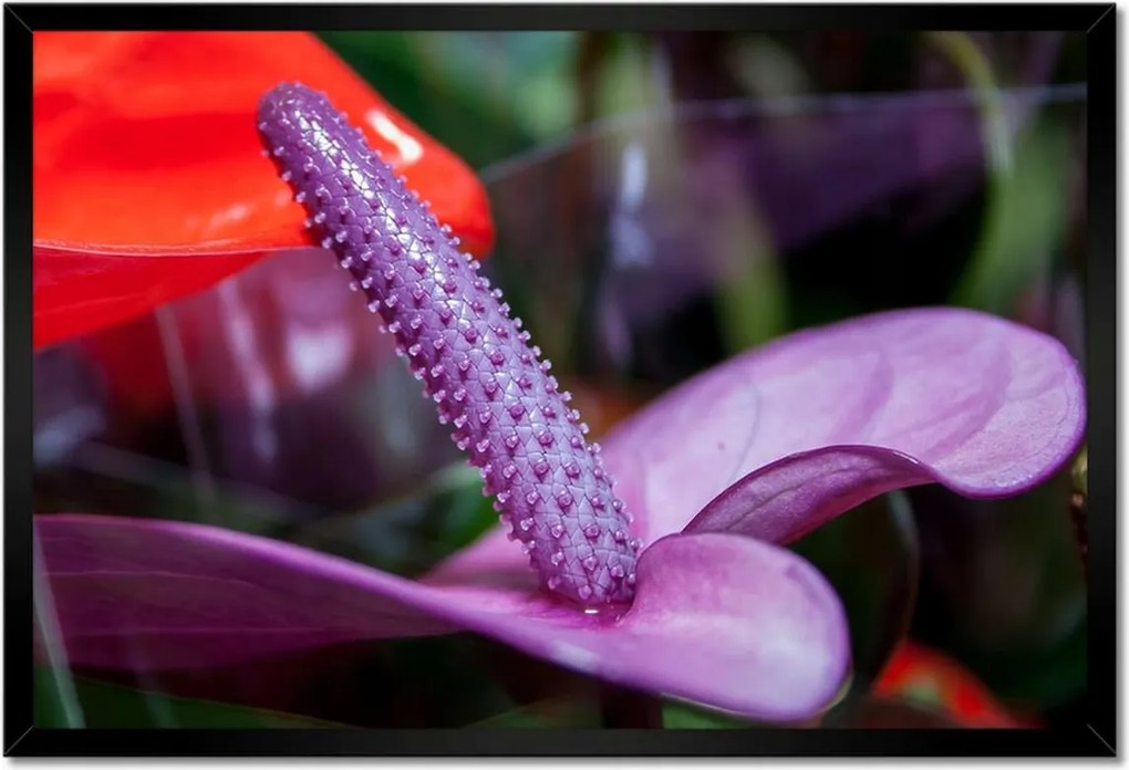 Poszterek keretben 60x40 Lila antúrium