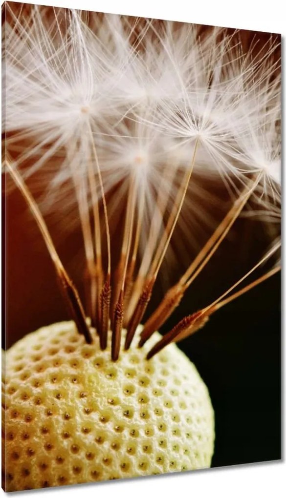 Vászonkép 80x120 Pitypang Virág Virágok