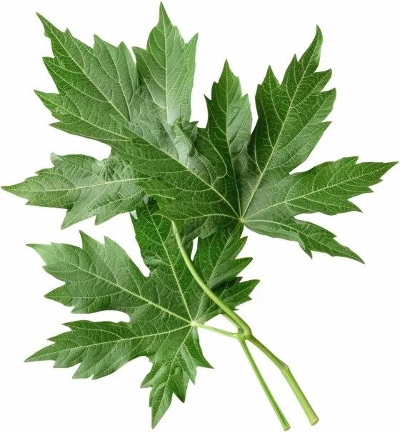 EMI Mugwort aromapárna 50x70 cm