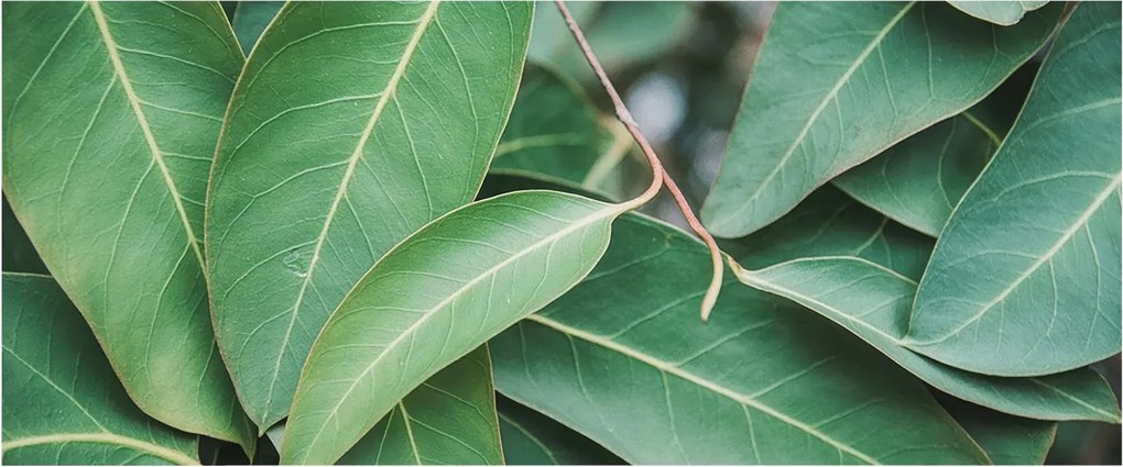 Dekoratív Fotótapéta Hálószobába Zöld levelek 250x104