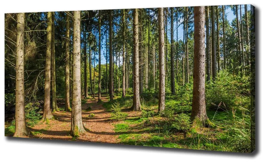 Vászon nyomtatás Panorama erdő pl-oc-140x70-f-93946389