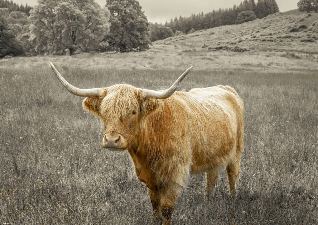 Poszter 42x29,7cm Hegyi tehén 3, Assaf Frank