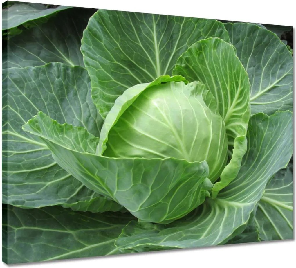 Vászonkép 50x40 Fiatal káposzta