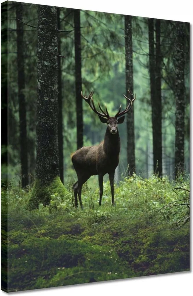 Vászonkép 30x40 Gyönyörű szarvas a fák között