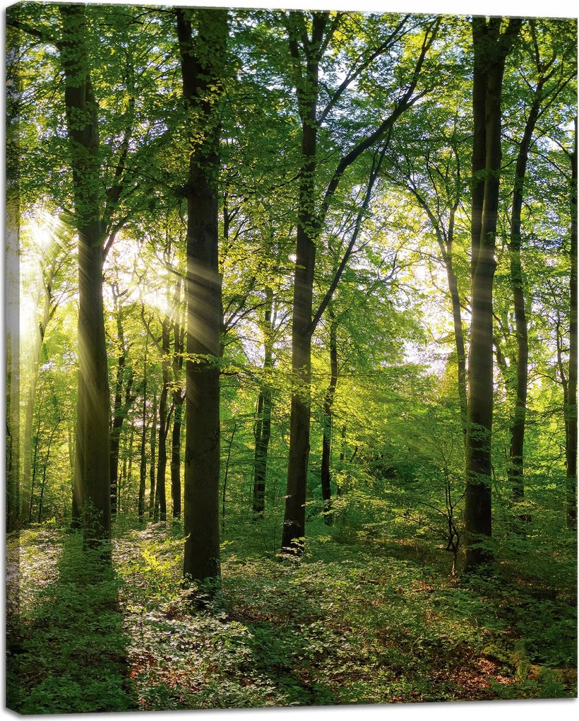 Vászonkép Nap Erdő Fák Fénysugarak 40x50 cm