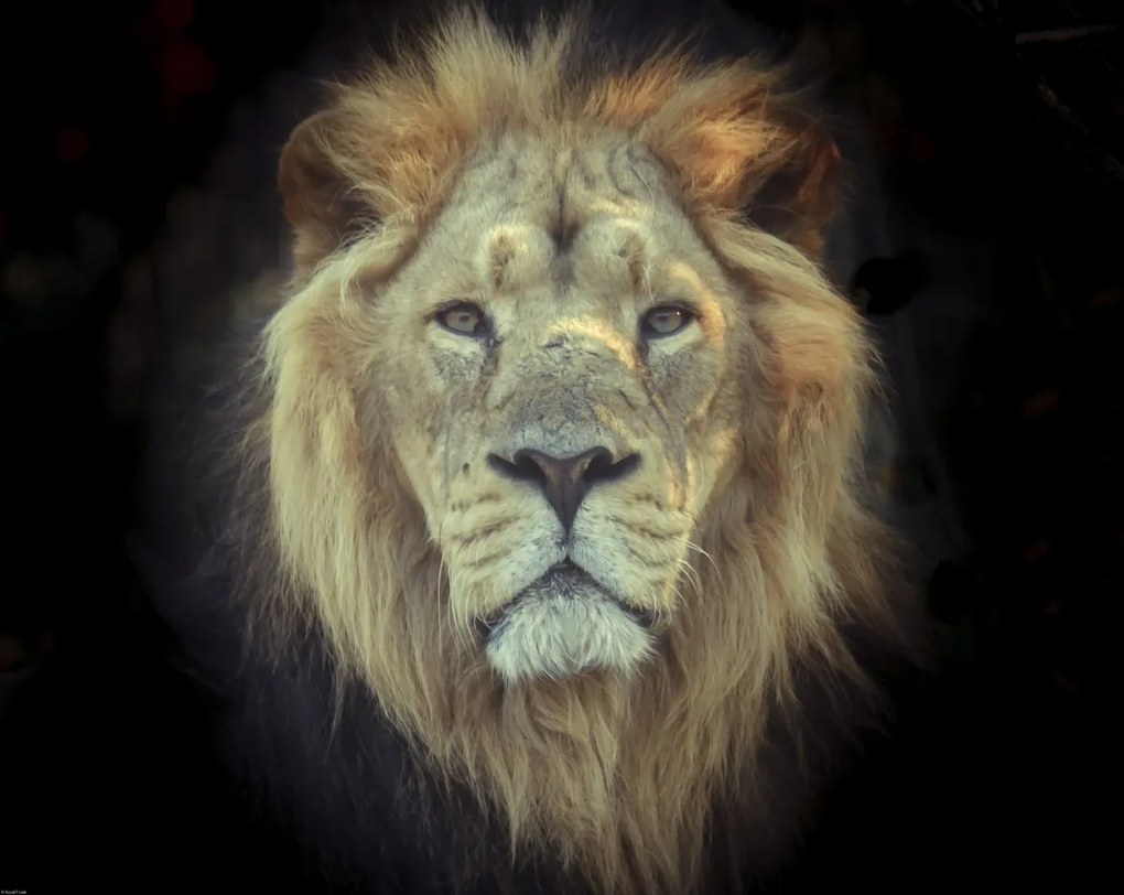 Poszter 76x60,5cm Oroszlánfej, Assaf Frank