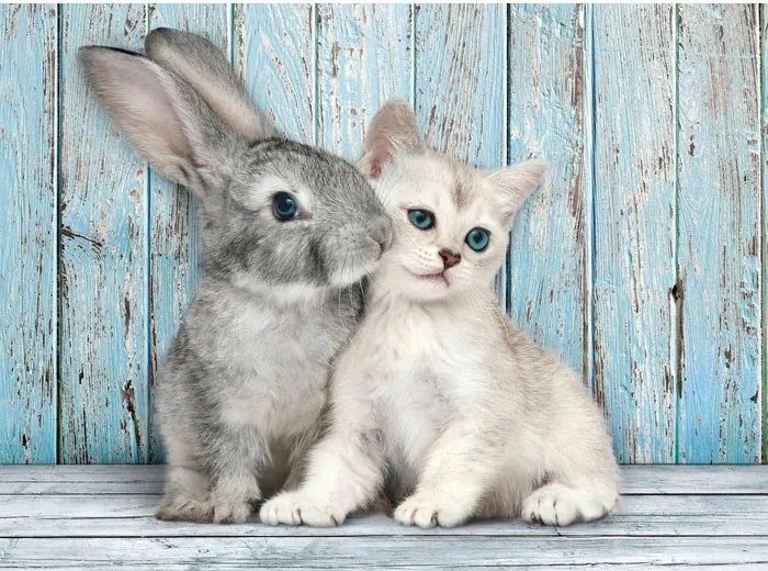 Állatos Cat & Bunny 500 db-os puzzle Compact Clementoni