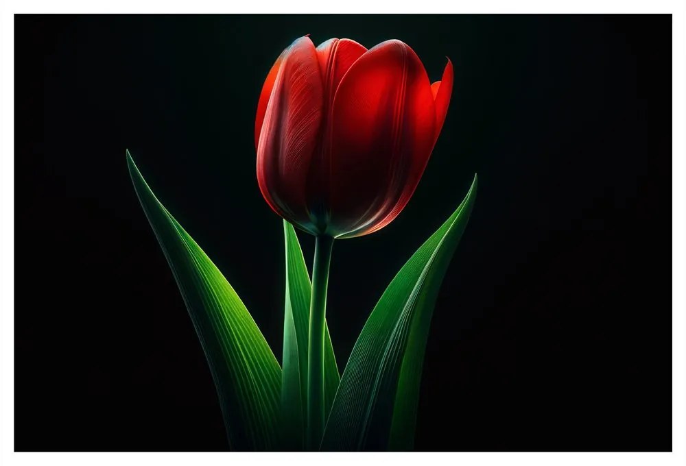Kép vörös tulipán elegancia
