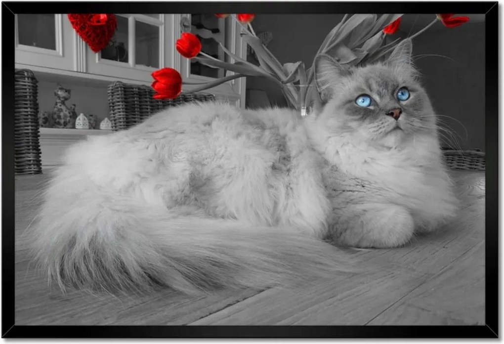 Poszterek keretben 60x40 Ragdoll macska