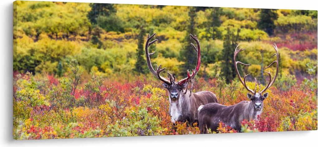 Kép - Caribou, Alaszka (120x50 cm)