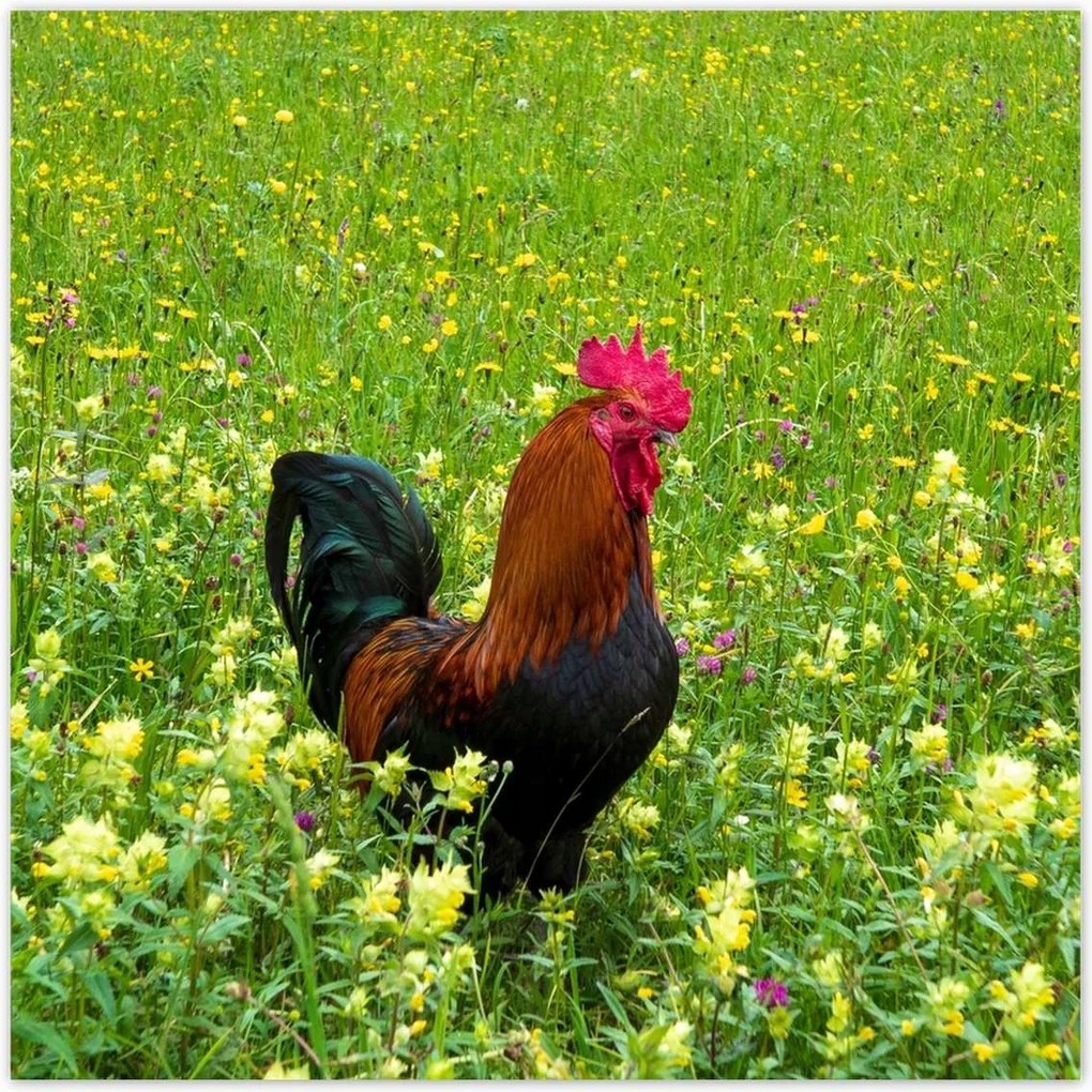 Poszterek 140x140 Kakas a réten