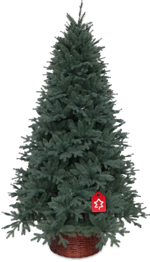 Ezüst lucfenyő 180 cm