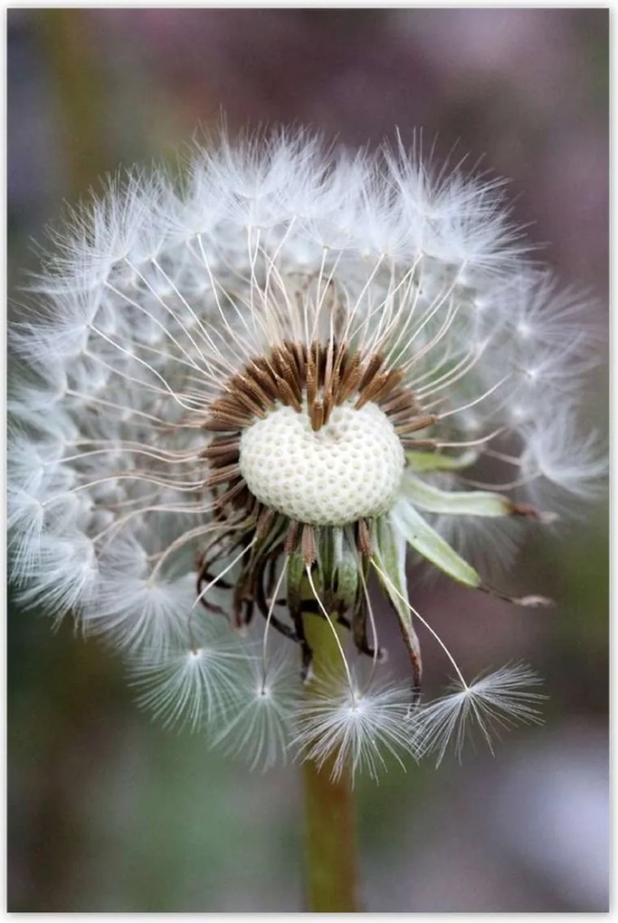 Poszterek 80x120 Pitypang Virág Virágok