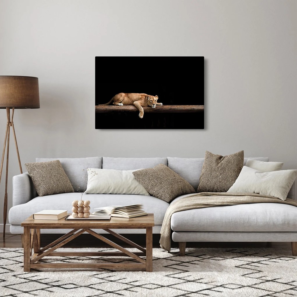 Kép - Lioness (90x60 cm)