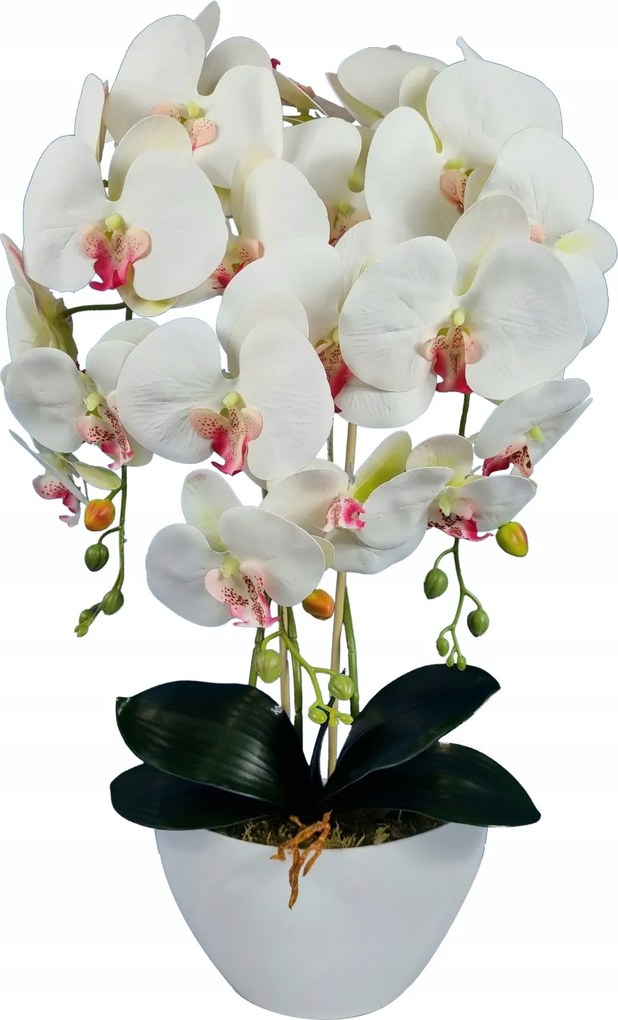 Orchidea művirág élő fehér, rózsaszín szív orchidea 60cm virágtartó