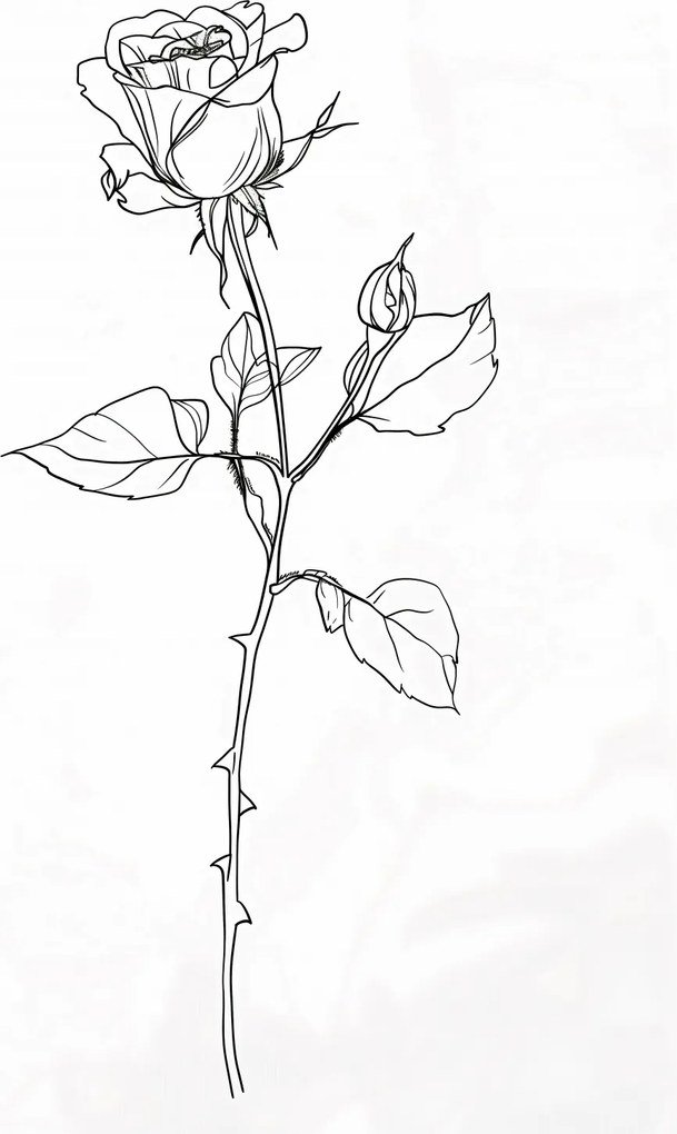 Poszter 68x98cm Rózsa kontúr