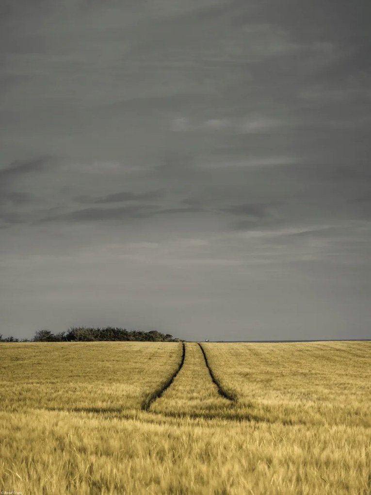 Poszter 30x40cm Búzamező, Assaf Frank