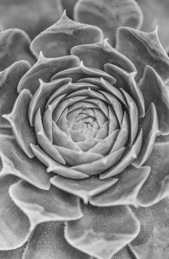 Poszter 56,6x86,4cm Közelkép pozsgásokról, Assaf Frank