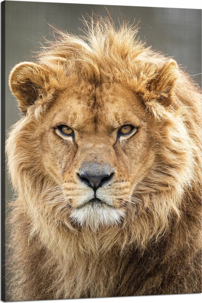 Vászonkép Vad oroszlán portré Sörény Állat 80x120 cm