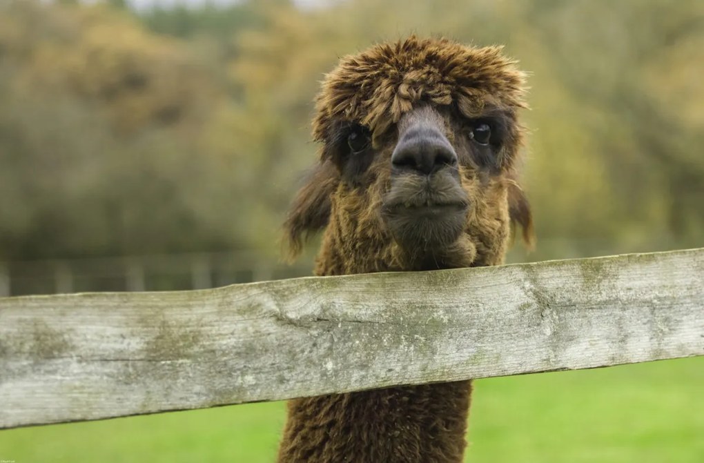Poszter 86,4x56,8cm Közelkép az Alpokról, Assaf Frank