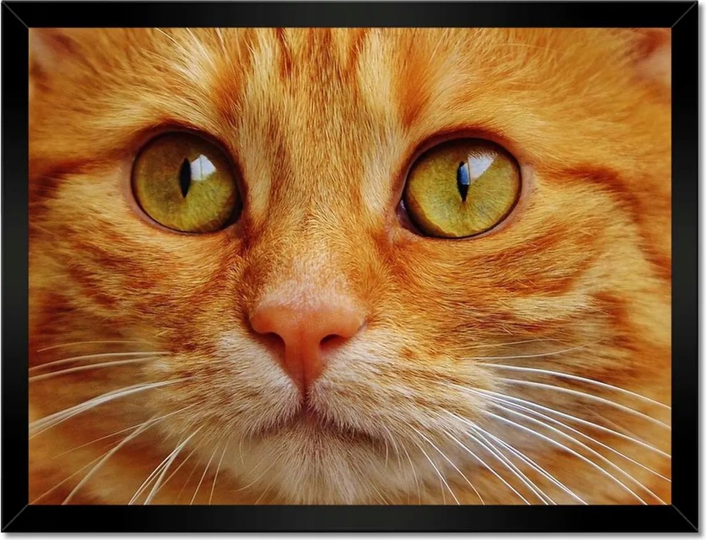 Poszterek keretben 40x30 Cica Cicák