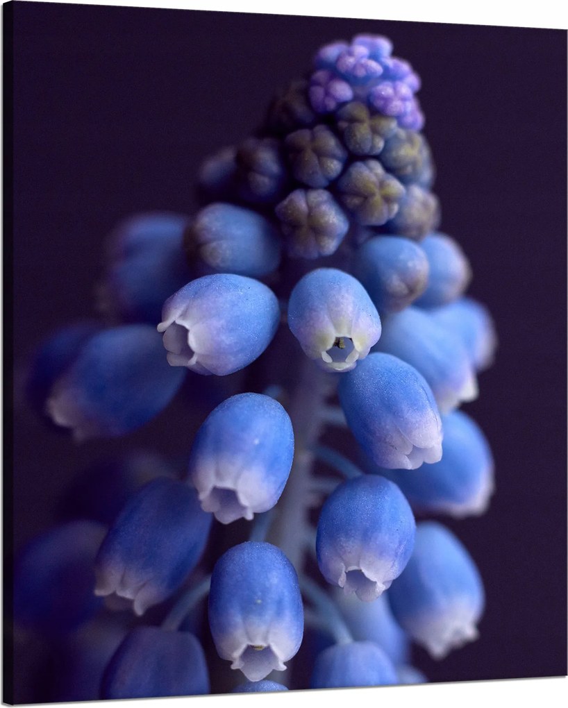 Botanika Vászonkép Örmény zafír 80x100 c