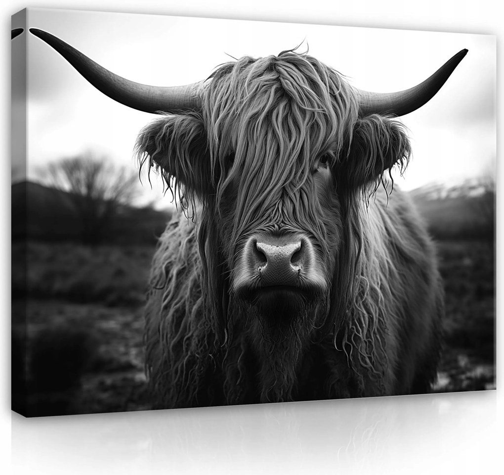 Vászon Falikép Skót Tehén A Nappali Hálószobájába Modern 120x80