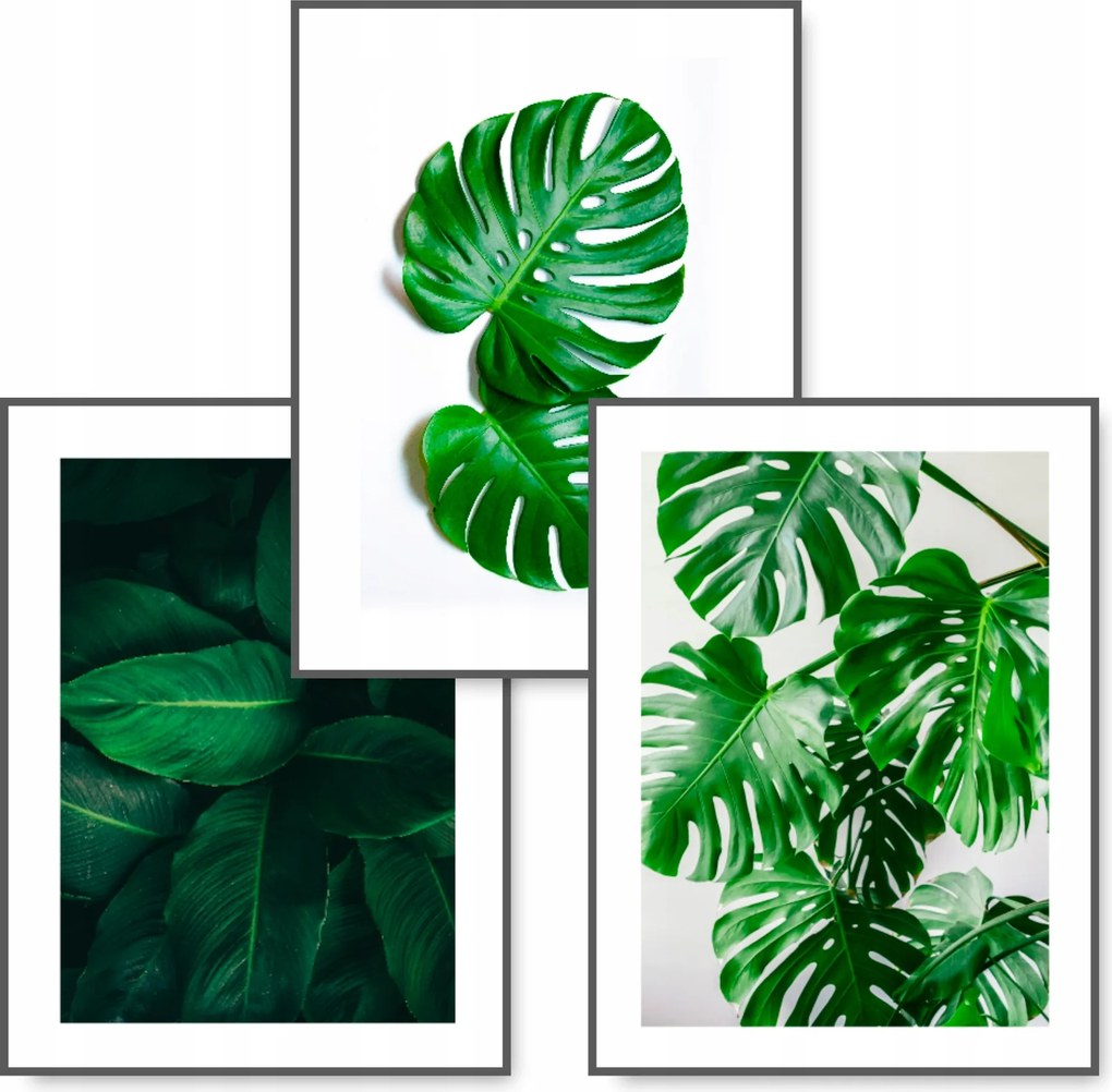 Monstera 3 db-os poszter szett 40x50 Zöld kép #43B