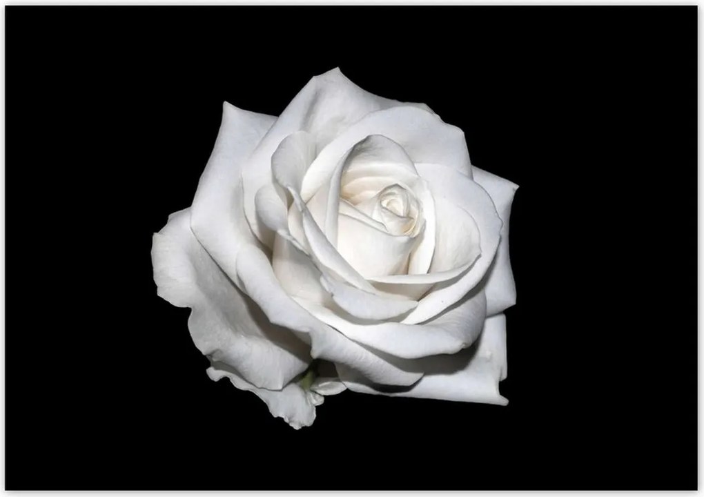 Poszterek 100x70 Rózsa Virág Virágok Rózsa