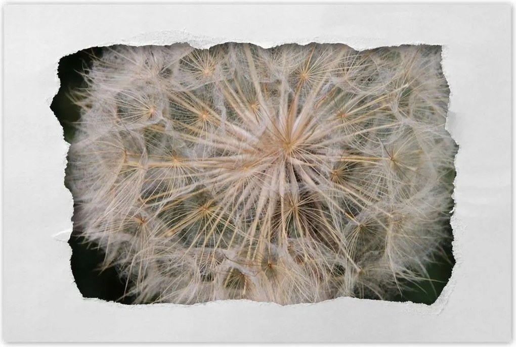 Poszterek 90x60 Pitypang Virág Virágok