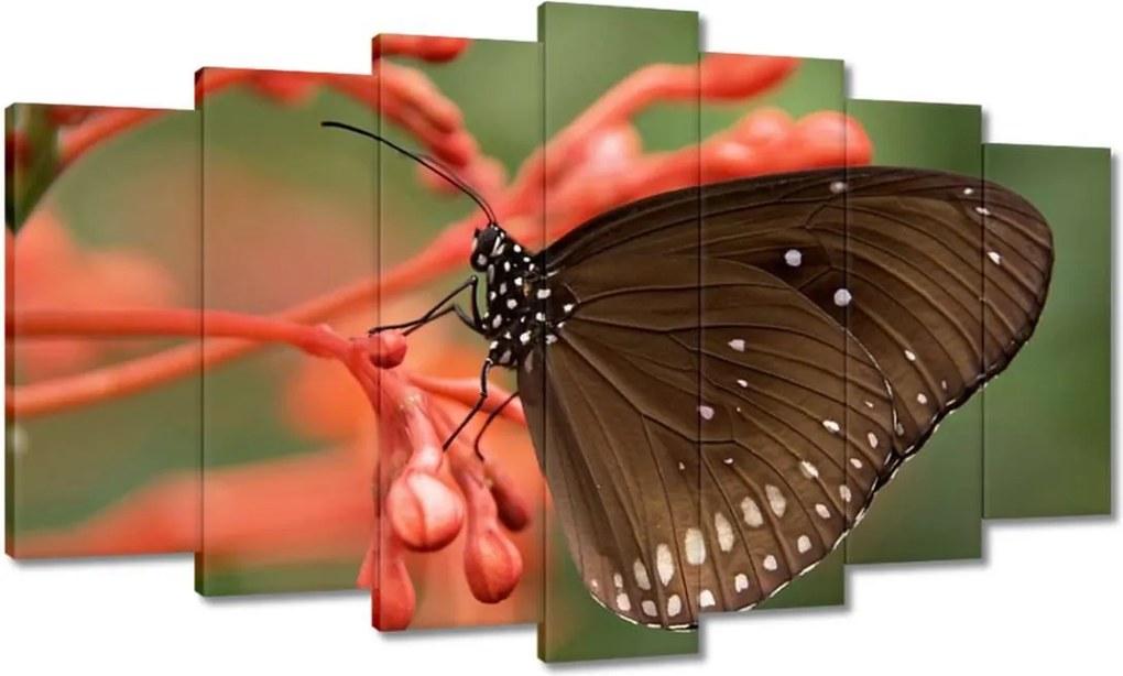 Vászonkép 140x80 Barna pillangó