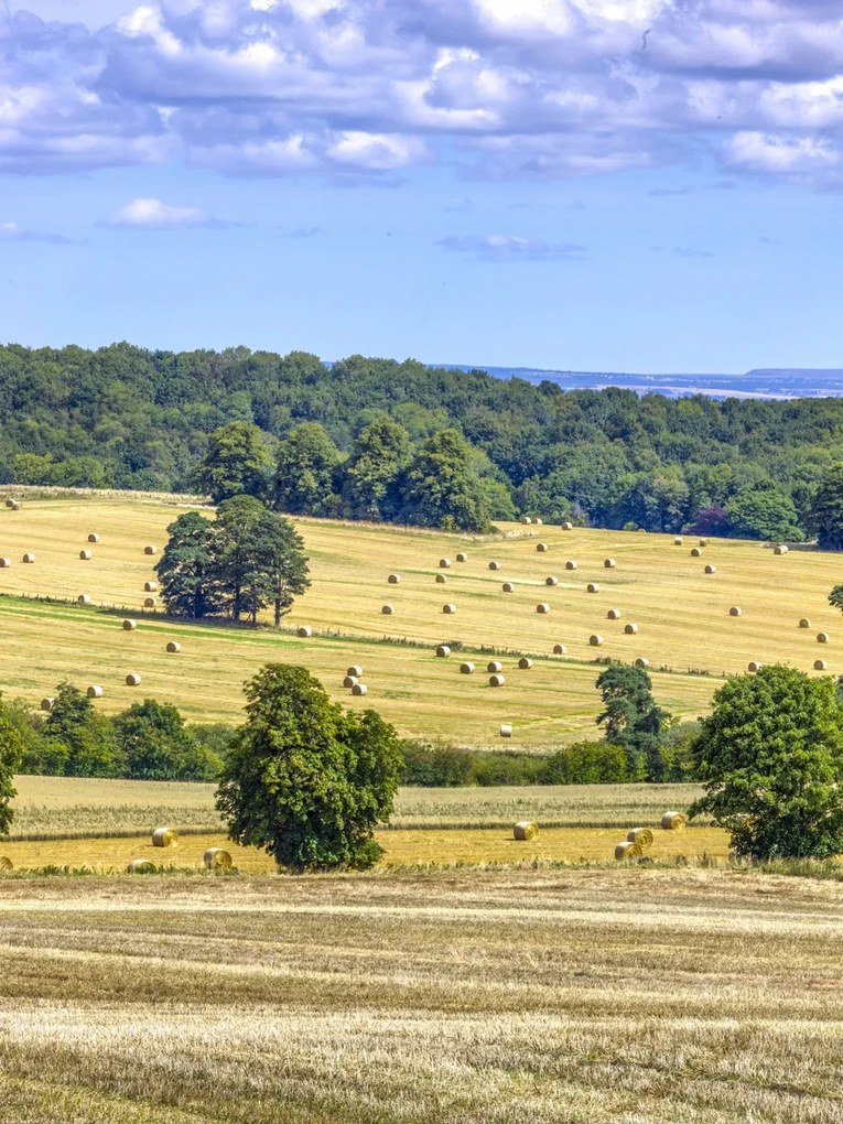 Poszter 60x80cm Szénaláb a mezőkön, Assaf Frank