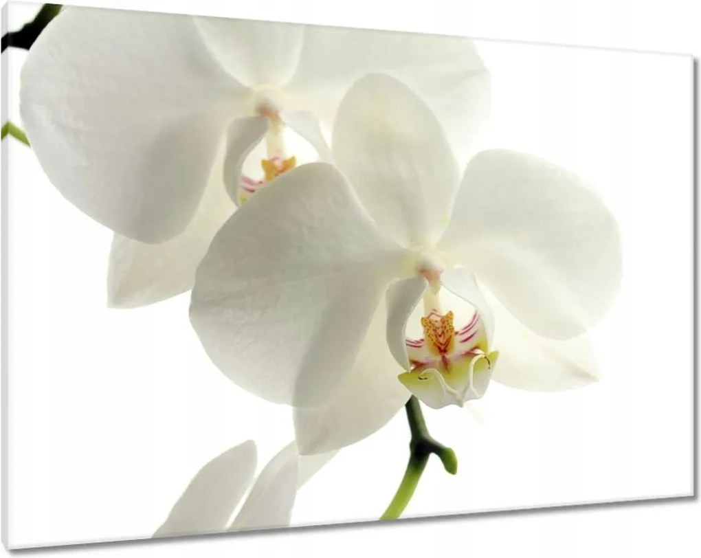 Vászonkép 100x70 Nőnap Ajándék Love