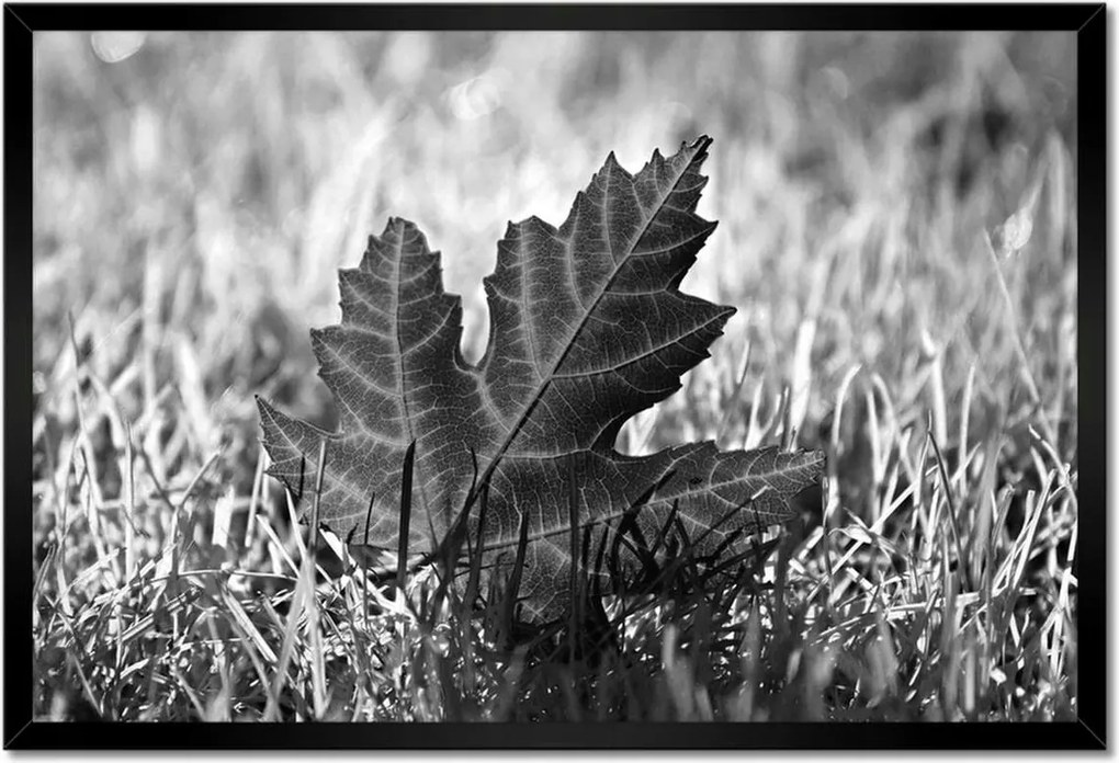 Poszterek keretben 60x40 Őszi levél a fűben