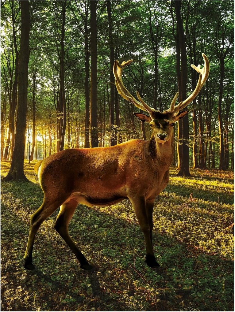 Fotótapéta erdő szarvas fák fotótapéta 206 x 275