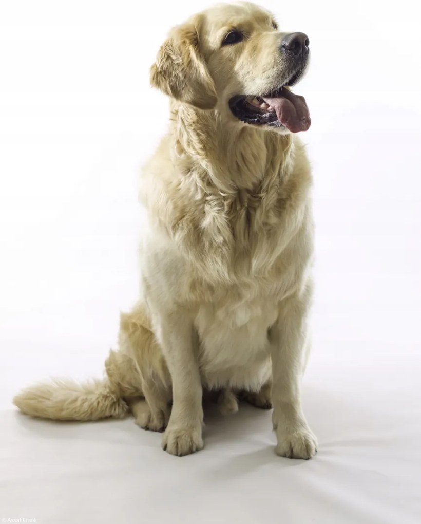Poszter 20,5x28,4cm Golden Retriever, fehér alapon, Assaf Frank
