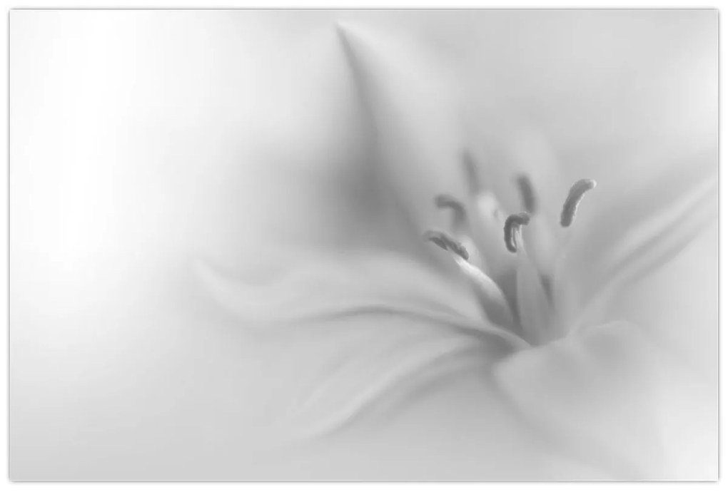 Kép - Delicate Lily (90x60 cm)