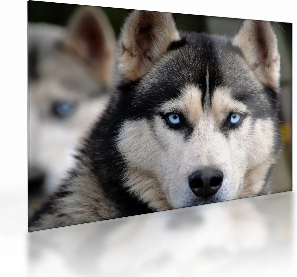 Husky kutya kép (üvegen) (70x50 cm)