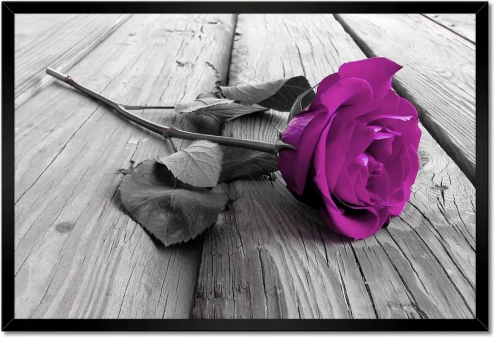 Poszter keretben 60x40 Lila rózsa