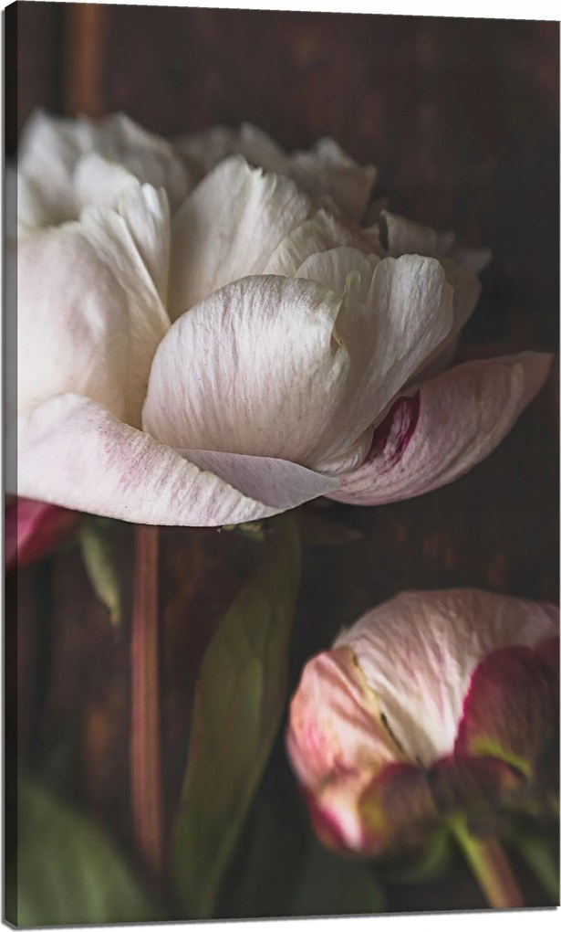 Vászonkép Fehér Virág Természet Vintage Retro 60x100